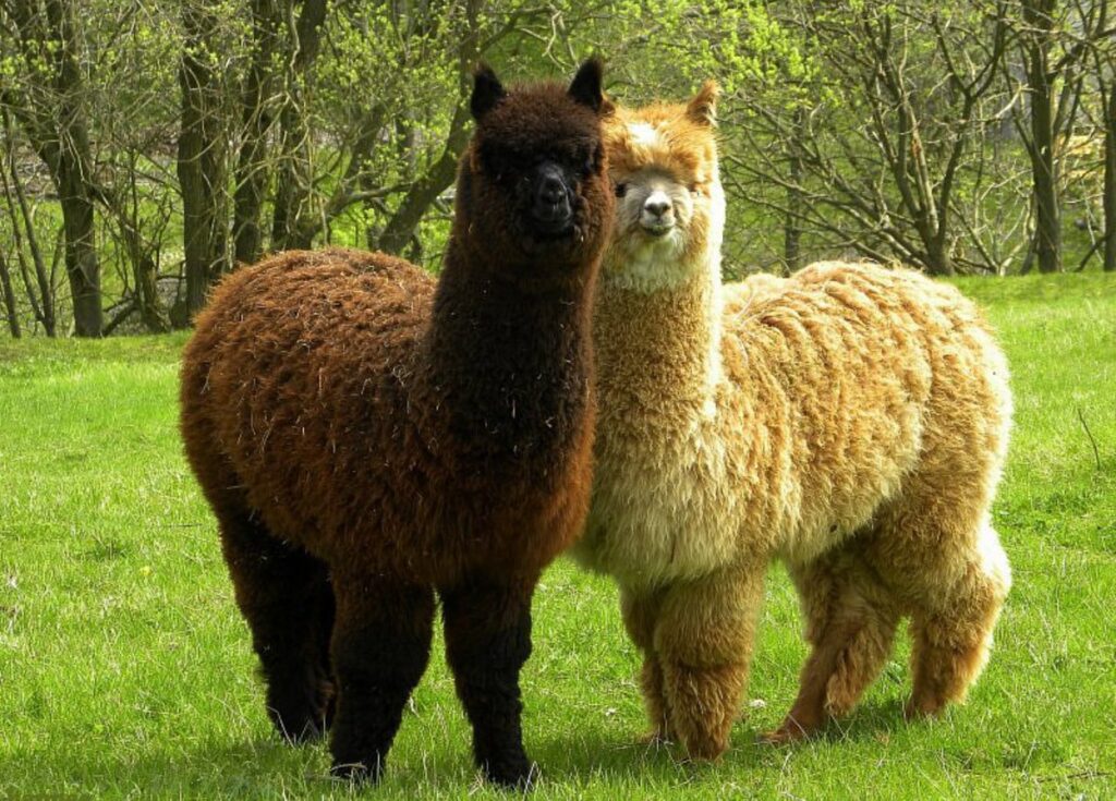 1625765050 30 funart pro p lama i alpaka zhivotnie krasivo foto 51