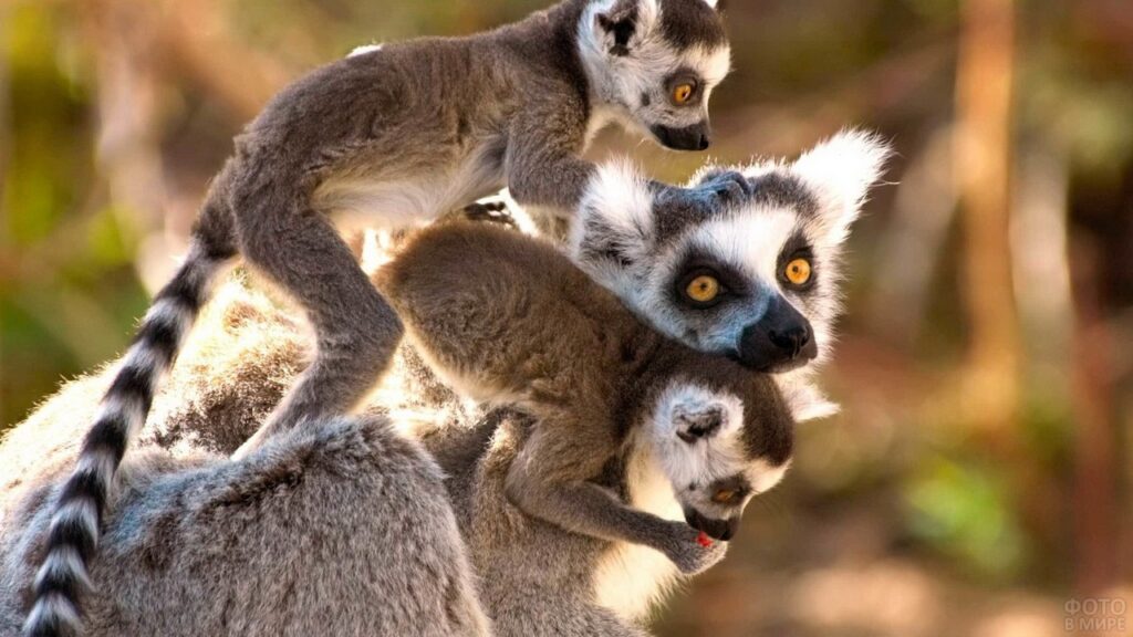mama lemur s dvumja malyshami na spine
