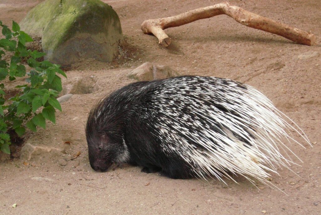 westafrikanisches stachelschwein