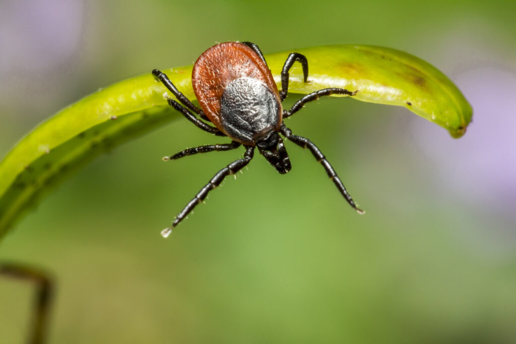 brown spider green leaf close up