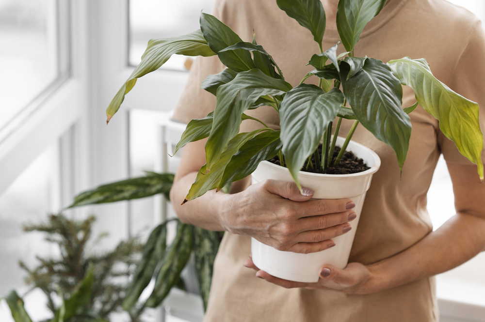 Советы по уходу за растениями в домашних условиях 2 woman holding pot indoor plant