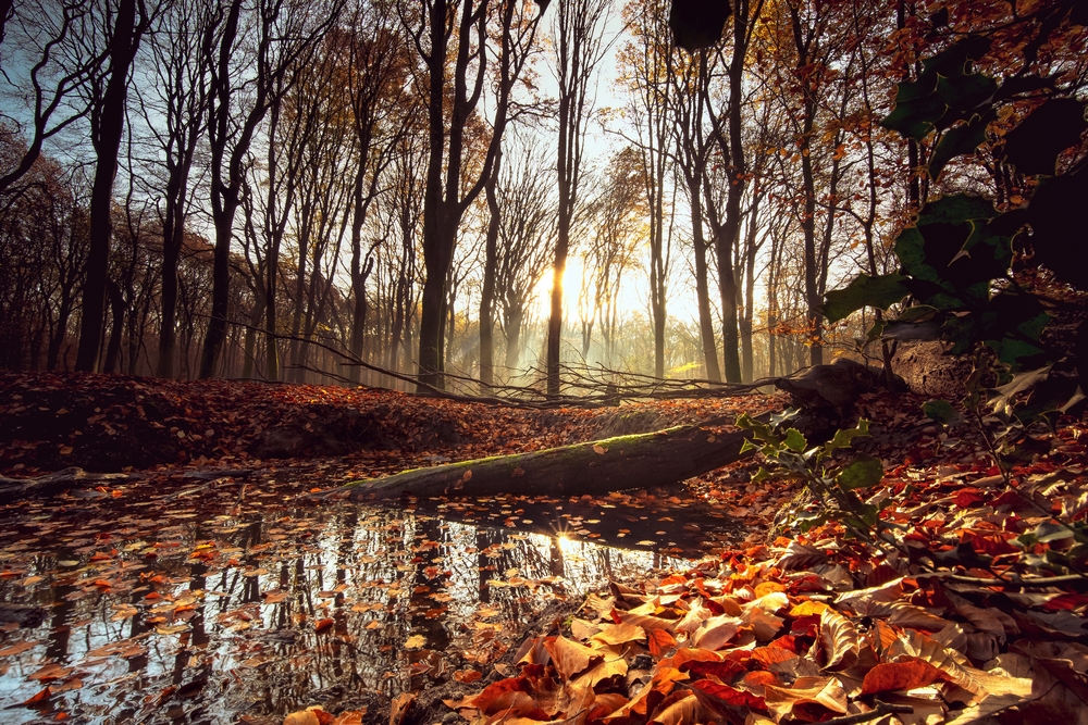 Как правильно фотографировать осенние пейзажи: секреты мастерства 6 small lake surrounded by leaves trees sunlight forest autumn