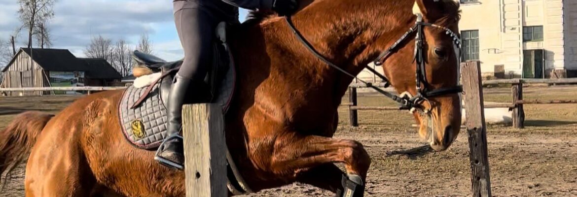 Конный Клуб «‎Фриз»